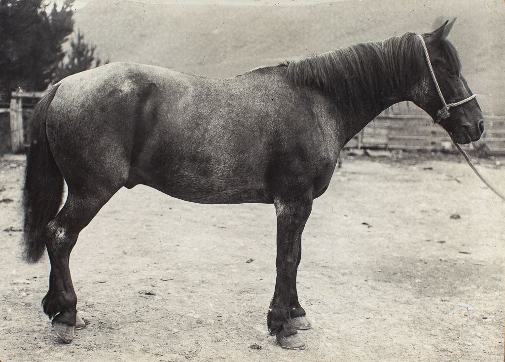 AT9349 horse
