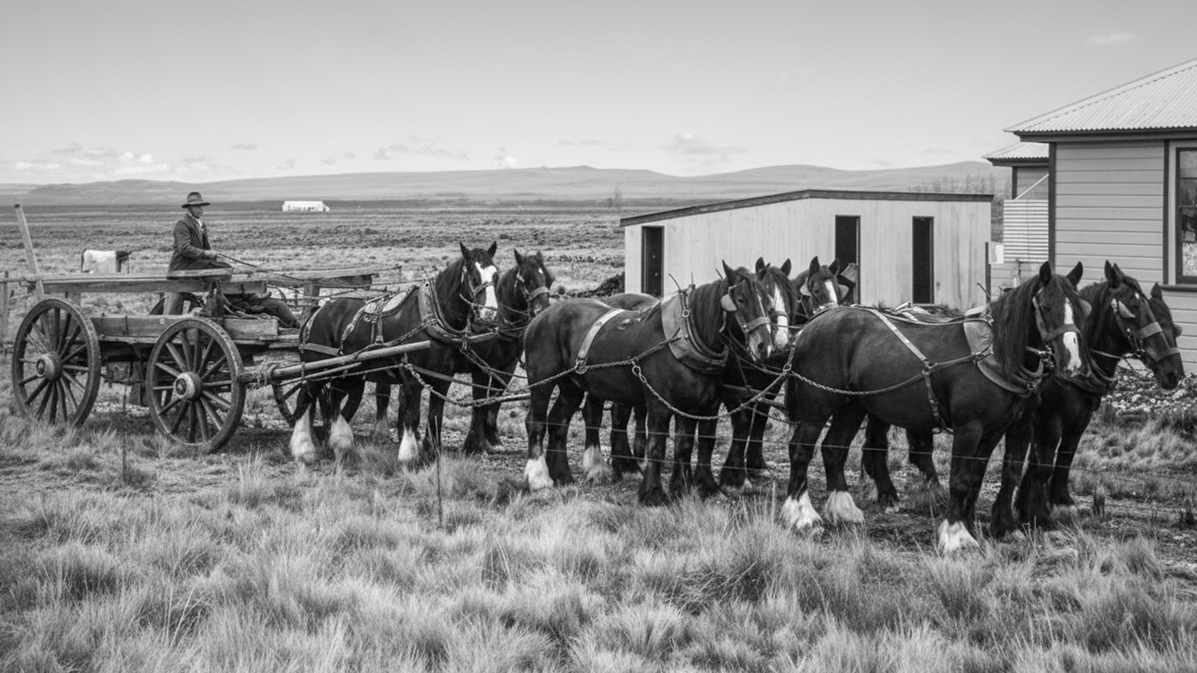 SELF PORTRAIT: Bertie Cloake with horse team at Irishman's Creek